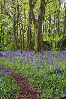 West Country Prints: Pendarves Woods - Bluebells - Spring - Cornwall - UK