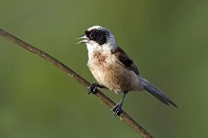 Images Dated 24th June 2008: Penduline Tit