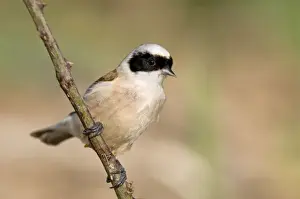 Passerines Prints: Penduline Tit - Italy