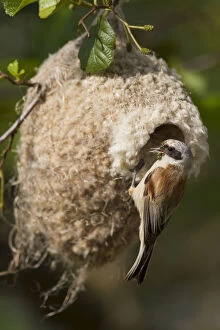 Passerine Bird Gallery: Penduline Tit - male feeding at nest - Germany