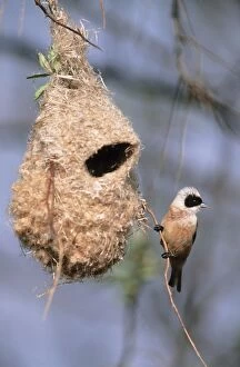 Penduline TIT - Male singing in front of nest