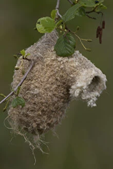 Passerine Bird Gallery: Penduline Tit - nest - Germany