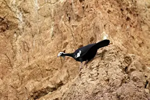 penelope a gorge bleue a la falaise d'argile pour manger de la terre