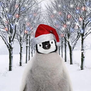Avenue Gallery: Penguin chick in Christmas hat in tree-lined