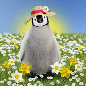 Images Dated 22nd March 2021: Penguin chick ~ in spring flowers ~ daisies and daffodils ~ wearing easter bonnet