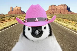 Images Dated 24th March 2021: Penguin chick standing on desert road wearing pink cowboy hats