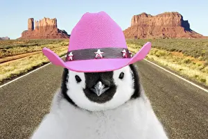 Road Prints: Penguin chick standing on desert road wearing pink cowboy hats