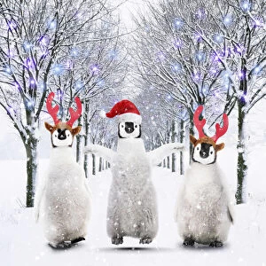 Avenue Gallery: Three penguin chicks walking through an avenue of trees in the snow wearing Christmas hats Date