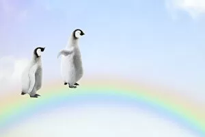 Images Dated 27th June 2021: Two Penguin chicks walking, over, a rainbow