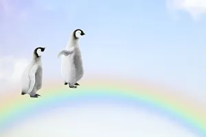 Cos 2415 Gallery: Two Penguin chicks walking, over, a rainbow, Date: 26-10-2018