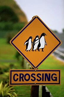 Road Collection: Penguin crossing road sign Coromandel Peninsula, New Zealand LAN03820