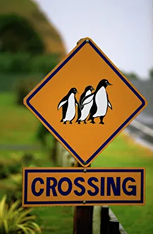 Images Dated 8th October 2007: Penguin crossing road sign Coromandel Peninsula, New Zealand LAN03820