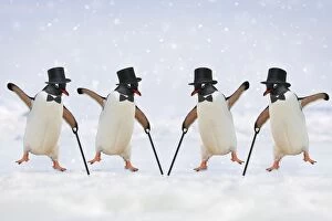 Images Dated 27th October 2006: Penguins - dancing wearing top hats & holding canes Penguins - dancing wearing top hats & holding
