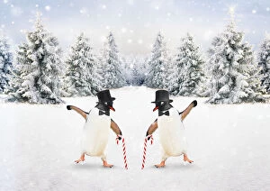 Penguins dancing together in winter snow scene