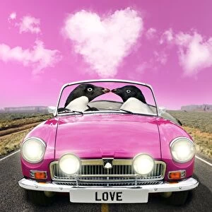 Two Penguins kissing in pink sports car with heart shaped cloud
