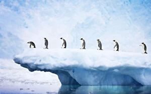 Penguins - line walking along iceberg