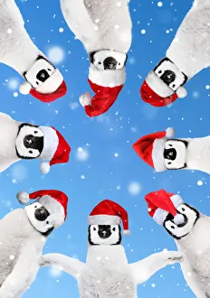 Penguins wearing red Santa Christmas hats in a circle looking down Date: 26-03-2019 Penguins wearing red Santa Christmas hats in a circle looking down Date: 26-03-2019