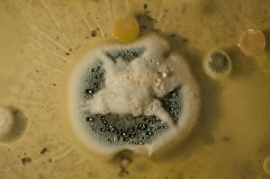 Microscopic Gallery: Penicillin Colony