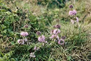 Penny Royal - Red data book rarity, New Forest, UK