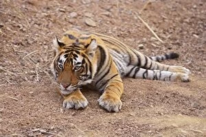 Pensive Royal Bengal Tiger