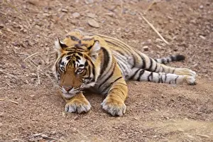 Pensive Royal Bengal Tiger, Ranthambhor National Park, India