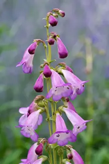 Penstemon Prints: Penstemon Alice Hindley - flowering, july. Nymans Gardens National Trust, West Sussex, UK