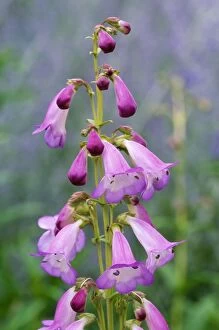 Images Dated 24th August 2006: Penstemon Alice Hindley - flowering, july. Nymans Gardens National Trust, West Sussex, UK