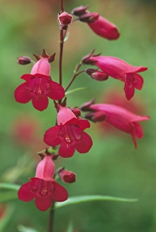 Images Dated 21st May 2004: Penstemon Garnet UK