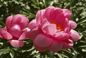 Peonies Prints: Peony APP 3655 Hybrid Natalie © A P Paterson / ARDEA LONDON