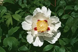 Peonies Prints: Peony Flower APP 1708 Paeonia suffruticosa ‘moutan © A. P. Paterson / ARDEA LONDON