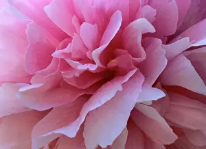 Peony detail of a light pink blossom Baden-Wuerttemberg, Germany