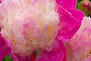 Images Dated 18th September 2006: Peony with raindrops - Olympic Pennisula