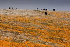 Images Dated 6th April 2010: People looking at masses of Californian Poppies