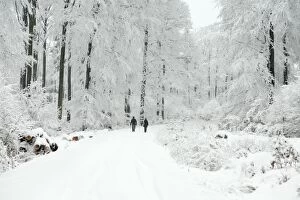 Deciduous Gallery: People walking along snow covered road between