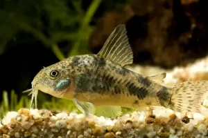 Catfish Prints: Pepper Cory