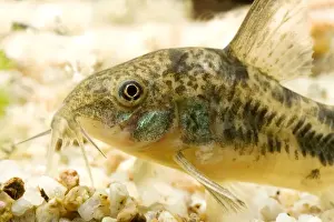 Pepper Cory