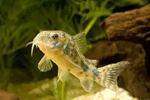Pepper Cory