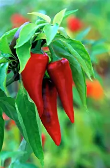 Edible Prints: Pepper -'Cyklon - (under glass) - beautifully restored Victorian greenhouses at West Dean Gardens