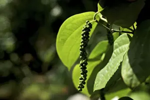Peppers Prints: Pepper Plant - Goa India