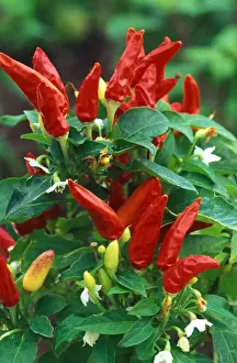 Vegetable Prints: Pepper - Red Missile (under glass) in beautifully restored Victorian greenhouses at West Dean Gardens