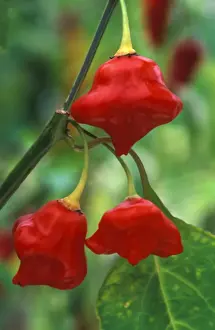 Peppers Prints: Pepper - Trial specimen (under glass) in a beautifully restored Victorian greenhouse at West Dean Gardens