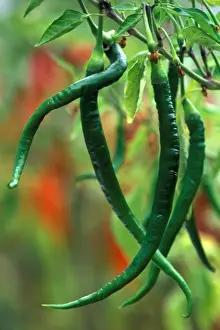 Peppers Prints: Pepper - Whippet's Tail (under glass) in beautifully restored Victorian greenhouses at West Dean Gardens