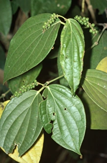 Images Dated 22nd January 2008: Peppercorn Plant