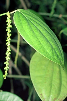 Leaf Collection: Peppercorn Plant
