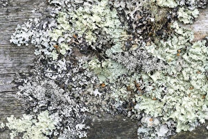 Lepidoptera Gallery: Peppered Moth - on Lichen - Cornwall - UK