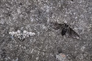 Betularia Gallery: Peppered Moth - Normal and Melanic examples - evolution