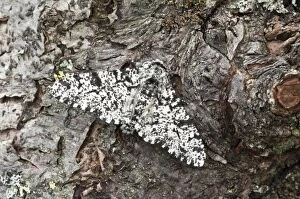 Images Dated 23rd May 2010: Peppered Moth - North Lincolnshire - England