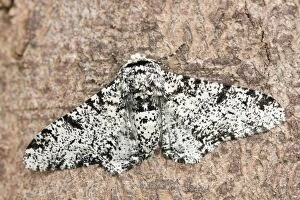Betularia Gallery: Peppered Moth at rest