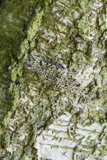 Betularia Gallery: Peppered Moth. resting on birch trunk - North