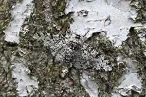 Betularia Gallery: Peppered Moth - resting on trunk of birch tree
